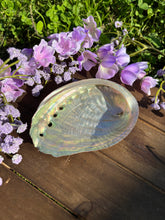 Load image into Gallery viewer, Abalone Shell
