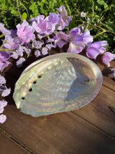 Load image into Gallery viewer, Abalone Shell
